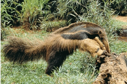 <strong>This photo illustrates: </strong> A)mutation B)predation C)symbiosis D)disturbance
