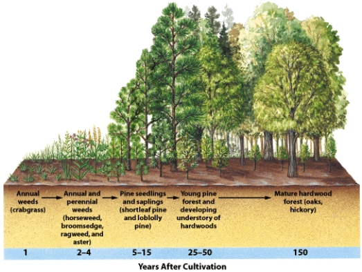 <strong>This illustration BEST shows: </strong> A)primary succession B)secondary succession C)mutation D)disturbance