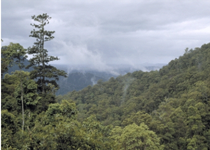 The biome shown in this picture is:   A) needleleaf forest B) subtropical evergreen forest C) sclerophyll forest D) tundra