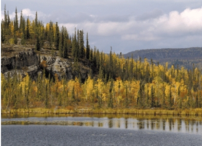The biome shown in this picture is:   A) needleleaf forest B) sclerophyll forest C) low-latitude rainforest D) tundra