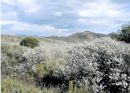 The biome shown in this picture is:   A) needleleaf forest B) sclerophyll forest C) savanna D) tundra
