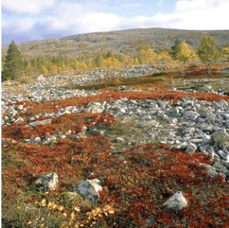 The biome shown in this picture is:   A) tundra B) savanna C) grassland D) desert
