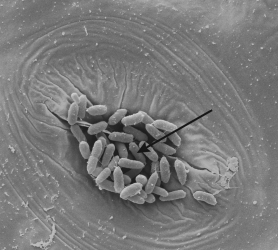 Based on the figure shown,the type of organism indicated with an arrow could be a   A)  virus. B)  bacteria. C)  macroscopic fungi. D)  large ameba.
