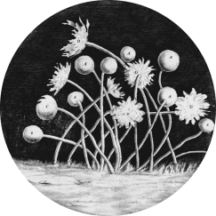 Based on the figure,the type of organism shown is a(n)    A)  virus. B)  bacteria. C)  archaea. D)  eukaryote.