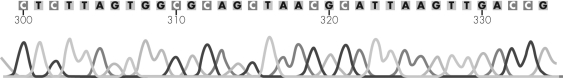 Observe the DNA sequence shown.This sequence terminates at the base ________.   