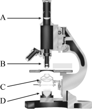 In the figure below,line  D  points to the microscope's   A)  ocular lens. B)  objective. C)  condenser. D)  light source.