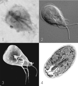 Which images display organelles?   A)  1 and 2 B)  2 and 4 C)  1 and 3 D)  3 and 4