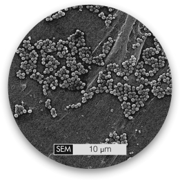 This electron micrograph shows staphylococci,spherical cells that cluster together like grape bunches.This form occurs when cell wall expansion occurs   A)  prior to septation and septation occurs in parallel planes. B)  prior to septation and septation occurs in random orientations. C)  during septation and septation occurs in parallel planes. D)  during septation and septation occurs in random orientations.