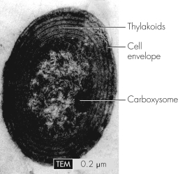 This transmission electron micrograph of a marine microbe shows internal structures such as thylakoids.This microbe has what capability that is not present in all bacterial species?   A)  adherence B)  chemotaxis C)  DNA replication D)  photosynthesis