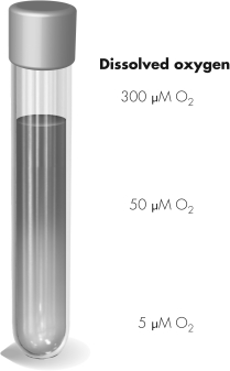Consider the tube shown.What type of organism would grow only at the bottom of the tube?   A)  microaerophile B)  aerotolerant anaerobe C)  strict anaerobe D)  strict aerobe