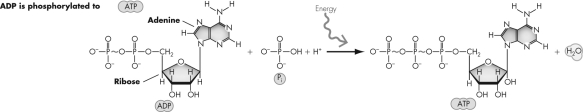 Which statement describes the reaction shown?   A)  It is an anabolic reaction. B)  It is a hydrolysis reaction. C)  It is a redox reaction. D)  It has a negative change in free energy.