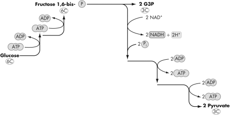 Which metabolic pathway is shown here?   A)  Calvin cycle B)  glycolysis C)  oxidative phosphorylation D)  tricarboxylic acid cycle