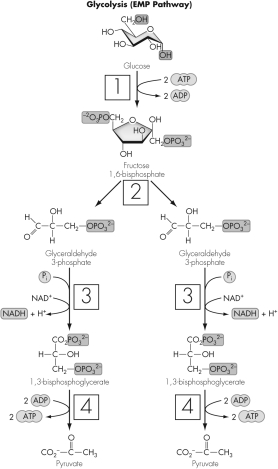 Which numbered box most clearly shows a redox reaction?   A)  1 B)  2 C)  3 D)  4