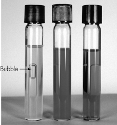 In the phenol broth red test (shown) ,a yellow color and bubble (as shown in the far left vial) indicate   A) acidic fermentation products and gas production. B) acidic fermentation products and no gas production. C) fermentation of peptides to amines and gas production. D) fermentation of peptides to amines and no gas production. 