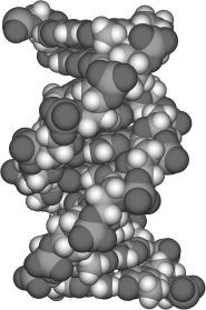 The image shown is a space-filling model of   A)  DNA. B)  peptidoglycan. C)  protein. D)  lipid.