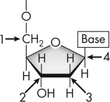 In this image of a nucleoside,which arrow is pointing to the 5¢ carbon of deoxyribose?   A)  1 B)  2 C)  3 D)  4