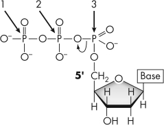 If you wanted to radioactively tag newly synthesized DNA,which numbered phosphate would need to be radioactive?   A)  1 B)  2 C)  3 D)  Either 1, 2, or 3 would work.