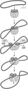 The activity of what enzyme is modeled here?   A)  gyrase B)  helicase C)  DNA polymerase D)  primase