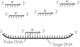 What technique is illustrated in this diagram?   A)  DNA hybridization B)  DNA sequencing C)  recombinant DNA production D)  PCR