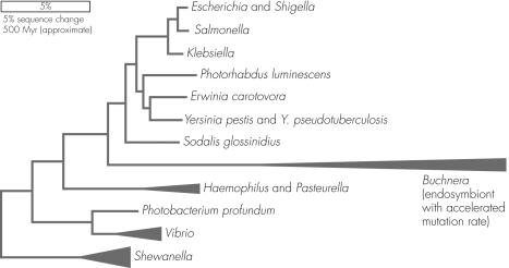 Examine the figure shown.Which organism does NOT share the same common ancestor as Escherichia and Erwinia carotovora?   A)  Sodalis glossinidius B)  Photorhabdus luminescens C)  Klebsiella D)  Salmonella