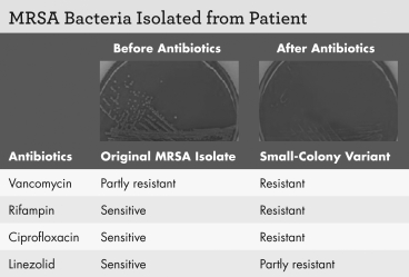 Examine the figure shown.Which of the following correctly describes how the two organisms pictured would fare if grown in an environment without antibiotics?   A)  The small-colony variant would outcompete the original isolate. B)  The small-colony variant would grow better than the original isolate. C)  The original isolate would outcompete the small-colony variant. D)  Neither organism would grow in this condition.