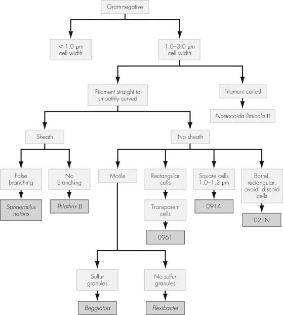Using the dichotomous key shown,determine the identity of an organism isolated in pure culture given the following characteristics: Filament smoothly curved Sheath No branching Motile Transparent cells Sulfur granules   