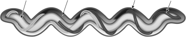 What internal structure is indicated by arrows on this figure?   A)  cilia B)  flagella C)  mitochondria D)  nucleus