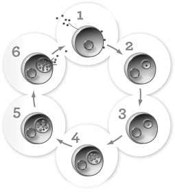 This figure shows two distinctive life stages associated with a bacteria that   A)  has absent or diminished cell walls. B)  forms filamentous strands in marine environments. C)  causes syphilis. D)  produces oxygen.
