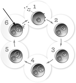 The structure highlighted with an arrow in step 6 of this figure is best described as a   A)  nucleus. B)  lysosome. C)  vacuole. D)  mitochondrion.