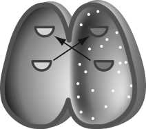The image shown indicates two paramecia of opposite mating types during one stage of conjugation in which haploid micronuclei are exchanged.Which of the following statements accurately describes the two cells after this stage is complete?   A)  Both cells are haploid. B)  Both cells are diploid. C)  One cell is haploid and the other is diploid. D)  Both cells become gametes.