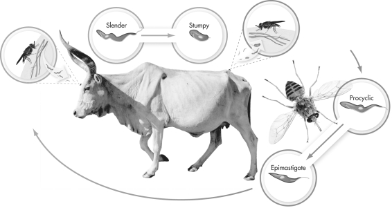 In the illustrated life cycle of the trypanosome,which of the following forms proliferates within the definitive host?   A)  slender B)  stumpy C)  procyclic D)  epimastigote