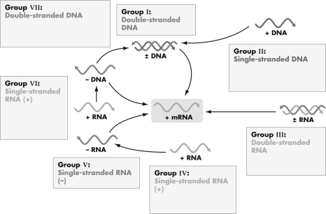 Examine the figure shown.Which viral classification group must package a viral RNA-dependent RNA polymerase?   A)  Group V B)  Group IV C)  Group III D)  Group II