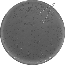 Examine the figure shown.What is indicated by the lines?   A)  plaques B)  bacterial cells C)  latent virus D)  animal virus