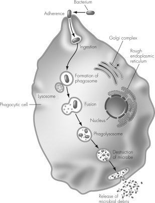 The figure below displays the process of phagocytosis.What would the result for the pathogen be if the lysosome did not fuse with the phagosome?   A)  The pathogen would not be ingested by the phagocyte. B)  The pathogen would be digested in the phagosome. C)  The pathogen would survive unharmed inside the phagosome. D)  The pathogen would render the phagocyte paralyzed.