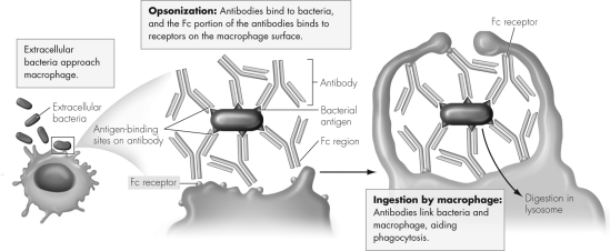 The figure below shows the process of opsonization.This process belongs to which type of immunity?   A)  innate B)  adaptive C)  complement D)  phagocytosis