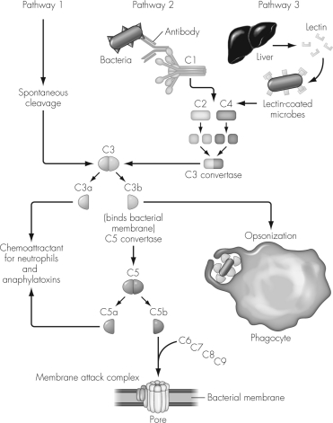 The figure below highlights the process of complement activation.The classical pathway can be activated in two ways: antibody-dependent binding and by   A)  C-reactive protein. B)  cytokines. C)  factor K. D)  lectin.