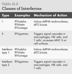 According to the table below,which type of interferon(s) work(s) to create an antiviral state in host cells?   A)  Type 1 B)  Type 2 C)  Both D)  None