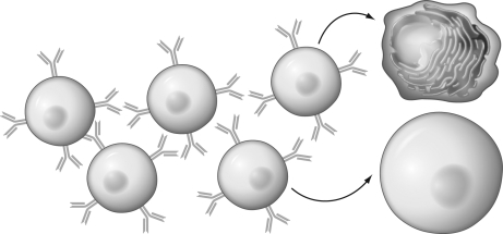 What step would have preceded the figure shown?   A)  The B cell would have recognized antigen bound to an antigen-presenting cell. B)  The T cell would have recognized antigen bound to an antigen-presenting cell. C)  The B cell would have gone through clonal expansion. D)  The T cell would have differentiated into plasma cells.