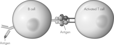 The figure shown illustrates clonal expansion of activated B cells.What are the two cell types produced by this cell line?   A)  plasma cells and memory B cells B)  antigen-presenting cells and memory T cells C)  activated T cells and plasma cells D)  memory B cells and dendritic cells