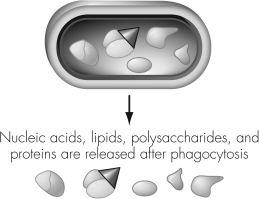 The figure shown illustrates a bacterial cell that   A)  acts as an antigen. B)  is broken down into many antigens. C)  is producing antibodies in response to antigens. D)  has a single epitope.