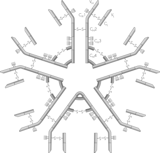 This figure shows the structure of an ________ antibody.   A)  IgG B)  IgA C)  IgM D)  IgE