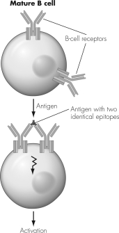 The process illustrated in this figure is best described as   A)  capping. B)  T-cell-dependent activation. C)  class switching. D)  clonal selection.