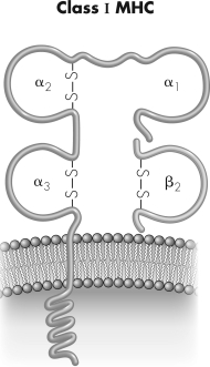 Antigen bound by the molecule shown would be recognized by ________ cells.   A)  T<sub>C</sub> B)  TH₂ C)  TH<sub>17</sub> D)  B