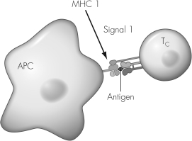 The cell indicated on this illustration has the surface molecule   A)  CD4. B)  Class I MHC. C)  Class II MHC. D)  CD8.