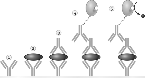 The figure below illustrates a sandwich ELISA.What is happening in step 3?   A)  Enzyme-linked detection antibody is added. B)  Secondary antibody is added and binds to antigens. C)  The plate is coated with capture antibodies. D)  Serum sample is added.