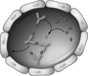 In the immune complex reaction shown in the figure below,the structure labeled as  B  is called a(n)________.   