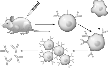 Using the figure below,please describe the steps taken to produce monoclonal antibodies and explain why they are used in diagnostic tests and disease treatments.   