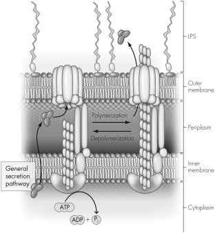 Refer to the figure below.The secretion system displayed mirrors that of a pilus.Which secretion system is this?   A)  type I B)  type II C)  type III D)  type IV