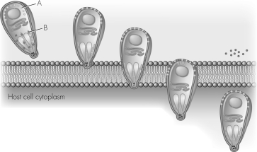The structure labeled as  A  in the figure below is called a(n)    A)  protease. B)  MIC protein. C)  nucleus. D)  actin-myosin motor.