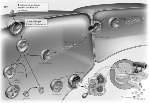 Once a bacterium attaches and enters a host cell within a phagosome,the pathogen has one of three fates,depending on the pathogen.According to the figure below,Shigella and Listeria utilize which mechanism to avoid being destroyed by the host cell?   A)  survive inside the phagosome B)  escape from the phagosome C)  prevent phagosome-lysosome fusion D)  induce apoptosis